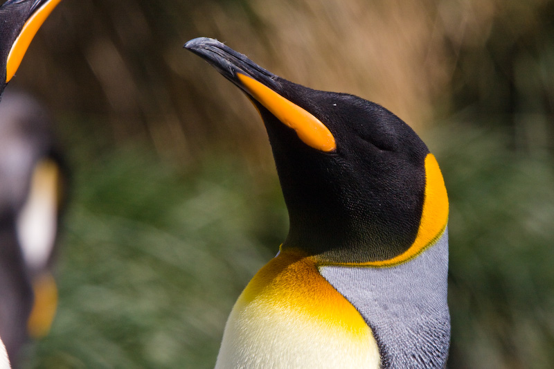 King Penguin